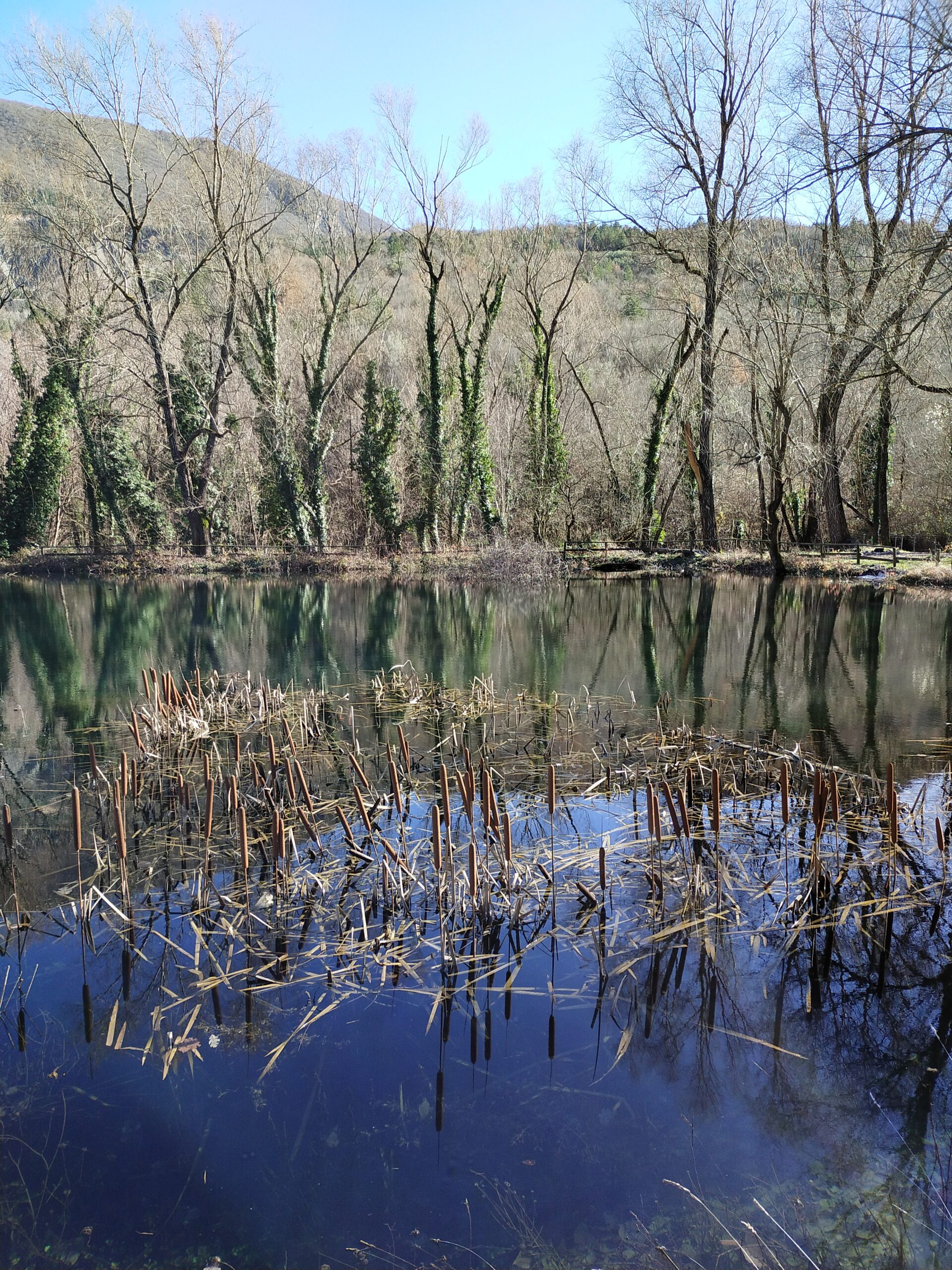 immagine colonna destra